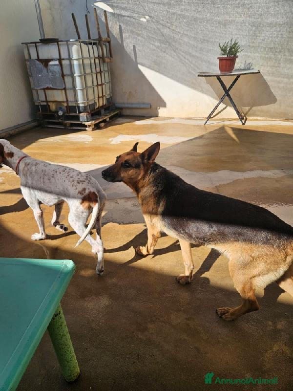 Gilda: amica di bimbi gatti e cani. Superdolce  Foto 8